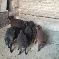 بره