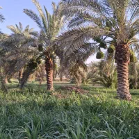 تنضیف وتلقیح نخل