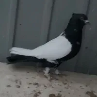 کبوترنقش.سینه ای.پلاس.سفیدپاک کاکلی