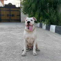داگو نر نگهبان