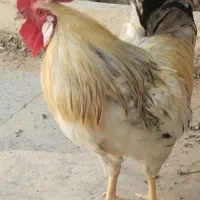 مرغ و خروس خانگی