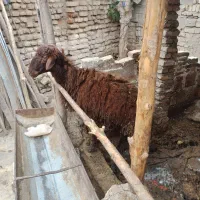 گوسفند قربانی