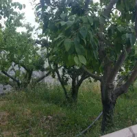 ۳۴۰متر باغچه دیواری پردرخت/کنتور برق/اسفندآباد
