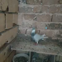 کفتر مسافتی