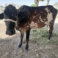 گاو ماده شیری به همراه گوساله