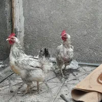 مرغ وخروس
