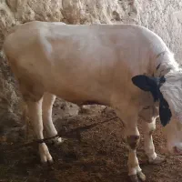 گوساله نر|حیوانات مزرعه|بزینه رود, |دیوار