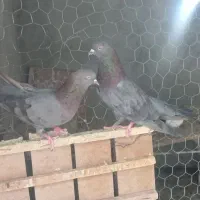سبز ملقی ضامنت