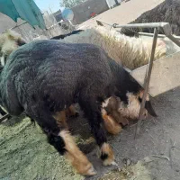 بره زنده مصرف خانگی نظرعقیقه