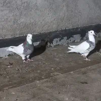 طوقی