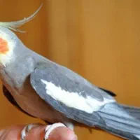 عروس هلندی نر سخنگو