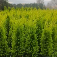 کاج طلایی لاوسون