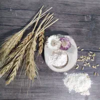 پودر جوانه گندم تازه و خانگی