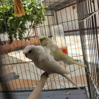 گروه پرنده بازان
