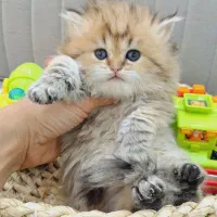 مجموعه گربه های با اصالت و ناز