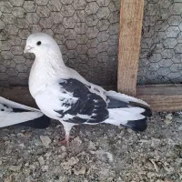 کبوتر نوک ریز