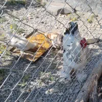 دو عدد مرغ و خروس برهما