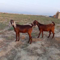 دوعدد بزغاله ماده  پاکستانی دوتاباهم یکجا فقط
