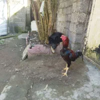 خروس لاری