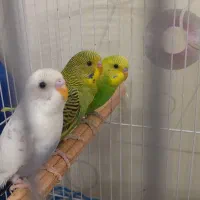 ۳تا مرغ عشق جوان