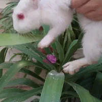 خر گوش