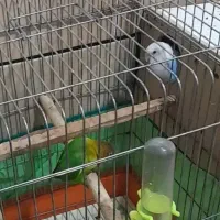 طوطی برزیلی گمشده