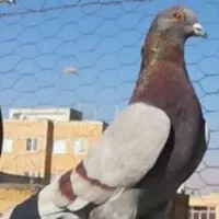 کبوتر‌پرشی‌گرفتنی
