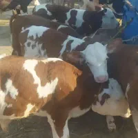 ارسال به تمام نقاط ایران