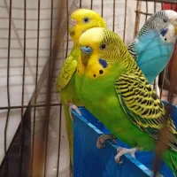 فروش مرغ عشق