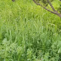 زمین ویلای