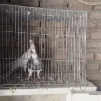 چوچه|پرنده|همدان, |دیوار