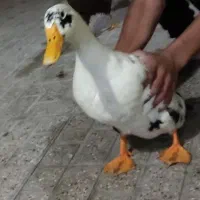 اردک