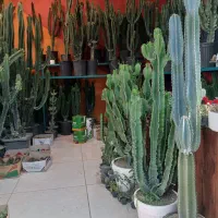 کاکتوس پریانوس کلکسیونی
