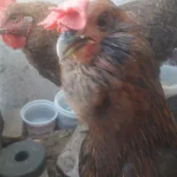 سلام دو عدد مرغ تخمی سالم بفروش میرسد یکی نژادار