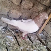 کبوتر