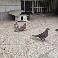 کفتر کبوتر