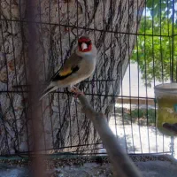 4 سهره نر دارابی 2 ماده و 1 عدد قناری ماده