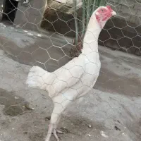 مرغ لاری اصیل