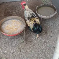 خروس