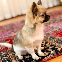 سگ شیووا مو بلند ماده سایز ریز