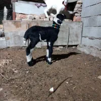 بره بروجردی وسانن نر اصلاح نژاد