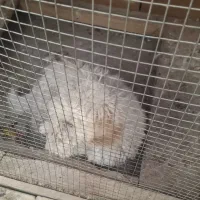 سگ پاپی