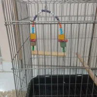 قفس