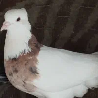 کبوتر طوقی