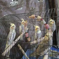 عروس هلندی