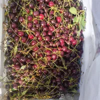 آلبالو درجه یک