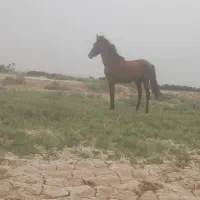 نریون|اسب و تجهیزات اسب‌سواری|امیدیه, |دیوار