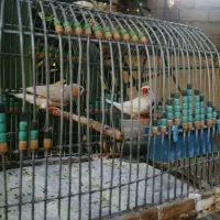 یجفت فنچ خوب سالم معاوضه با کفتر یا کبوتر