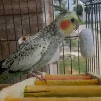 ماده طلایی خال خالی کاملا سرحال