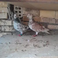 گوره پلاکی